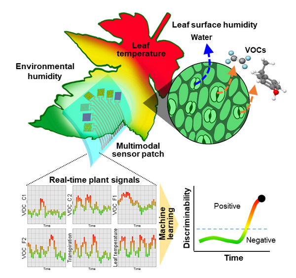 <Multifunctional Wearable Sensor Patch for Plant Health Monitoring>